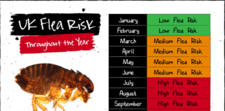 Think your dog can only get fleas in the summer? Think again 3 1