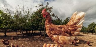 MORRISONS HELPS EGG FARMERS CREATE BIODIVERSE FARMLAND FOR FREE-RANGE HENS BUCK Morrisons Eggs edit 11 scaled
