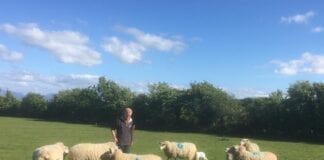 Lawnsiad cig oen ‘Damara Môn’ yn cynnig profiad bwyta unigryw Peter Williams with some Damara lambs