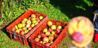Disgyblion lleol yn cryfhau eu gwreiddiau gyda gwersi yn yr awyr agored ar gynhyrchu bwyd ROOTS NEWSt Brides Apple Picking 048 Small