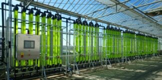 Astudiaeth newydd yn dangos sut gallai mân algâu fod yn hollbwysig i economi gylchol Alg Ad