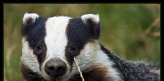 Wildlife consultation underway BadgerUO