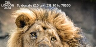 New Year, New Zoo? Which zoos are open and where to pre-book your tickets Chester zoo