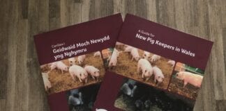 MENTER MOCH CYMRU YN LANSIO CANLLAW AR GYFER FFERMWYR MOCH NEWYDD Cover image scaled