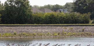 Coetir Cymunedol yn Llys-Faen a Llanisien i gael ei adfer diolch i Gronfa Treftadaeth y Loteri Genedlaethol Woodland image 2 scaled