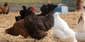 Mandatory Housing of Poultry in Response to Increased Risk of Avian Influenza chickens c TS 3887