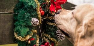 FLEAS Rockin’ Around Your Christmas Tree jamie street q XRBEPKL8U unsplash scaled