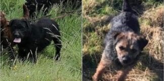 #APPEAL | Have you seen these 6️⃣ working dogs? 135742227 3321963644579827 6312125909986493551 n