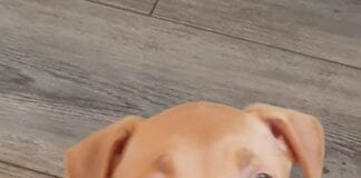 Found Puppy 143241316 3381070658669125 5856471829024282585 o