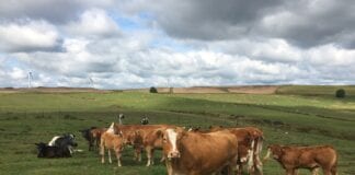 Cost savings as Welsh farm improves soil health with Farming Connect support Chris Davies cattle 1 scaled