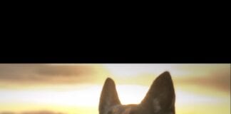 PD Moshi, helpes to save a life ErRd1rWW8AAS6Tc