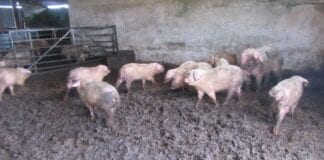 Rogue farmer sentenced for animal welfare offences Pigs scaled 1