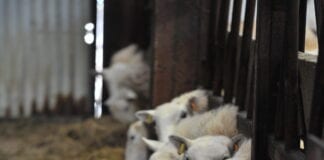 Forage analysis informs decision making on feeding ewes pre-lambing Rhiwgriafol ewes eating silage scaled