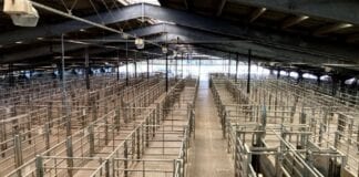 Expressions of interest sought for Carmarthen mart carmarthen mart