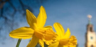 Celebrating St David’s Day in Ceredigion NVW C69 1011 0036