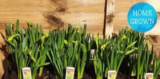 Counting The Cost Of Continued Lockdown In Wales StDavidsDaffodils 1