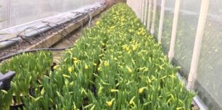Counting the cost of continued lockdown in Wales – dire St David’s Day predictions for horticulture Welsh Daffodils