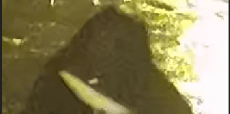 SWP Statement – UPDATE youth charged cctv image Brynhyfryd robbery 2100030346
