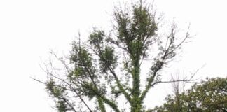Felling work underway to tackle ash dieback disease crown dieback 1