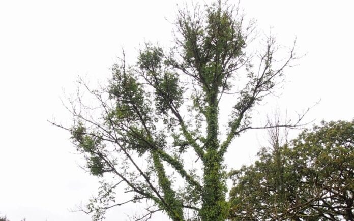 crown dieback 1