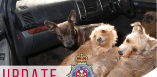 Suspected stolen dogs returned to owners, and further arrests made dog recovery update pic