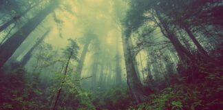 Wales commits to net zero by 2050, but sets out ambitions to get there sooner forest 931706 1920