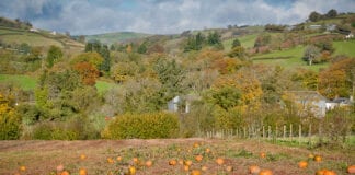 Hoffter y cyhoedd yng Nghymru o ffermio yn rhoi ail-fywyd i’r sector casglu eich hun pick your own pumpkin patch scaled