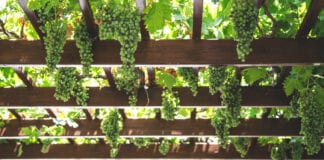 WALES HAS GRAPE TASTE! welsh white wine 2