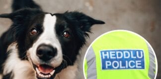 Dog thefts – Statement from Assistant Chief Constable Jo Maal 260769871