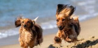 ENJOY WALKS ON THE BEACH, WITH YOUR BELOVED DOG, IN A SAFE WAY Dogs