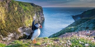 Hwb o £9.8 miliwn i fioamrywiaeth Cymru Skomer Puffin National Lottery Heritage Fund