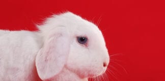 KitKat launch new reality show to find the Easter Bunny 2021 Snowy Side scaled