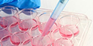 Animal Rights VS Biomedical Research apertura Fotolia 37326713 L