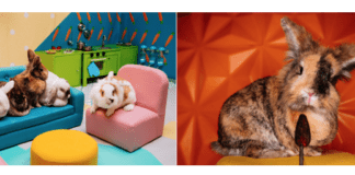 World’s First Rabbit Reality Show Launches Ahead of Easter image002 7