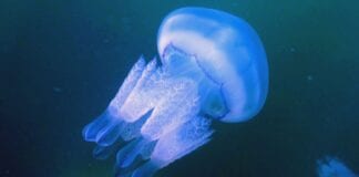 Land of the Wild: Secrets jellyfish scaled