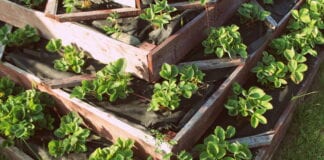 Vertical gardens, allotments, and raised flower beds biggest trends for green fingers this year raised bed garden scaled