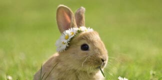Bunny sales hop 212% during lockdown shutterstock 1034970871 scaled