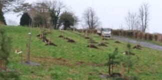 Tree planting underway in Carmarthenshire trees stdavids2