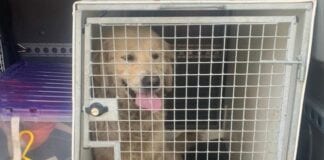 59 dogs recovered Dogs recovered during police operation in Swansea Neath Port Talbot 285760188.gallery