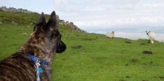 Apêl i bobl sy’n cerdded eu cŵn i gadw rheolaeth ar anifeiliaid anwes yn ystod y tymor wyna DogonLeadWeb