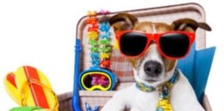 Travel inspiration | Where to holiday with your dog this summer | Destinations, tips and activities Ready to go on vacation 352x300 1