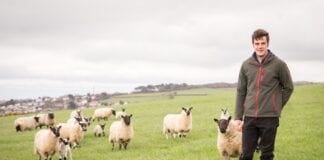 Ffermwr yn anelu at besgi ŵyn ar borfeydd aml-rywogaeth ar ôl gweld y buddion dros ei hun Tom Jones