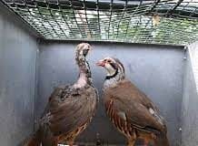 Celebrities back campaign to ban snaring and caged game bird rearing download 2021 04 09T104241.332