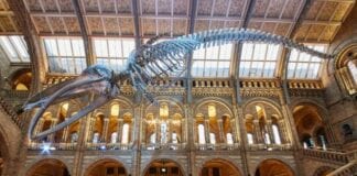 Keeping your kids entertained during school holidays could be costing more than you think natural history museum hope the blue whale dives through hintze hall image courtesy of the natural history museum d96f53c2619167817a36eb0ffa1f764b