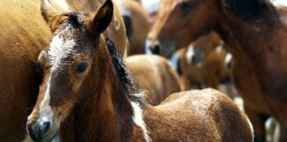 Ponies and cows called in to improve local nature reserve ponies1