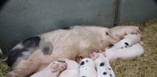 Pig fertility uplift can come from simple changes to herd management sow and piglets