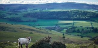 Providing environmental goods could increase financial resilience of Welsh sheep farms 10024 main