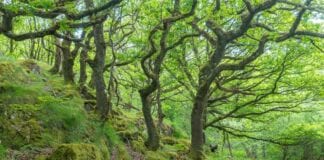 Apêl Gwyllt am Goetiroedd yn chwalu’r targed codi arian 9 Ty Canol 01 Small