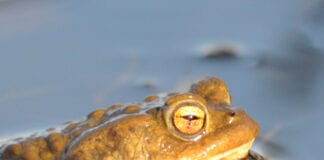 Wildlife charity calls for volunteers to save Wales’ dragons Common toad
