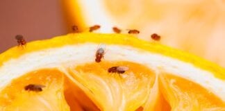 Expert advises to act now to prevent fruit flies this summer, as August 2024 is predicted to be the worst to date Fruit flies